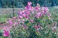 Lathyrus Odoratus